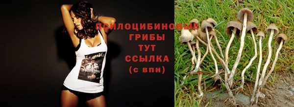 стаф Дмитров
